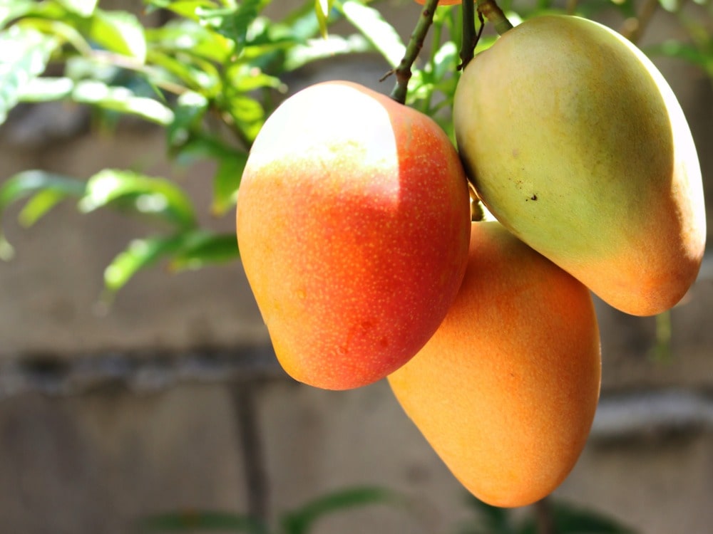 Fresh mango on the vine
